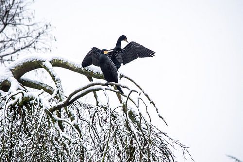 Aalscholver paartje in de toppen van de sneeuw Boetzelaerparkk