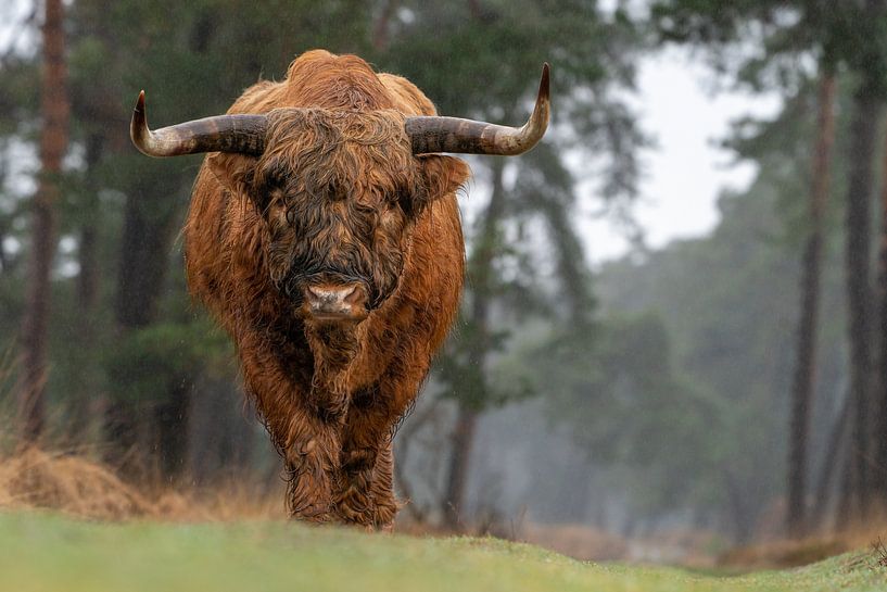 Scottish Highlander by Serge Bodde