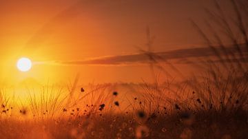 L'herbe à coton pour le lever du soleil sur Kurt Krause