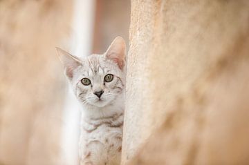 Savannah kitten van Marlies Buil