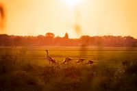 Ganzen in de polder bij zonsondergang