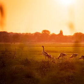 Ganzen in de polder bij zonsondergang van Andrea Kawczynski