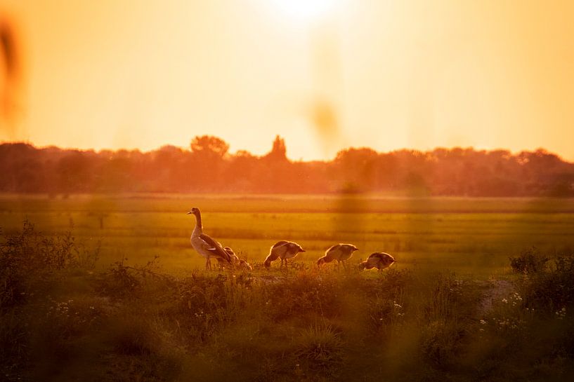 Ganzen in de polder bij zonsondergang van Andrea Kawczynski