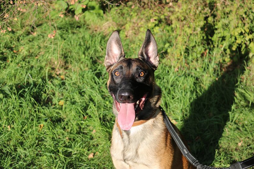 Un joyeux berger malinois par Rosalie Broerze