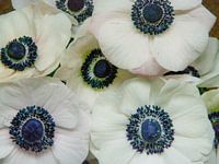 Anemone Hart