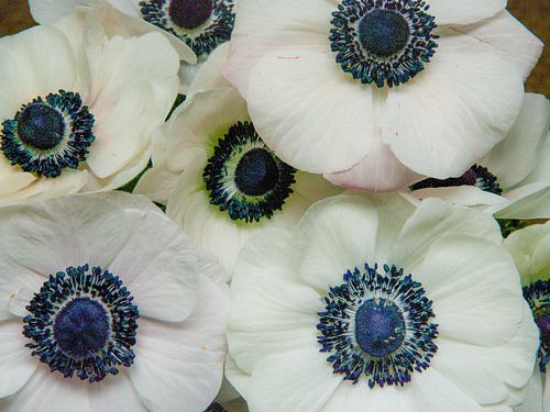 Anemones