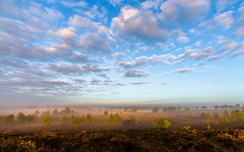 Misty Morning Sunlight