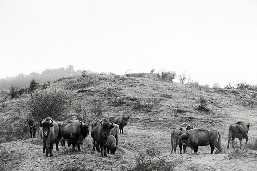 Wisenten in duinen op het Kraansvlak van Zuid Kennemerland
