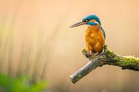 Kingfisher