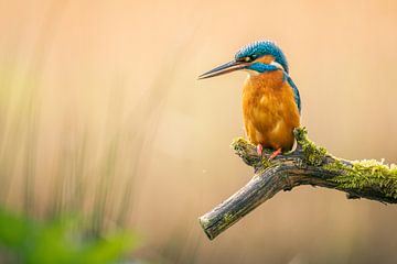 Eisvogel von Tim Rensing