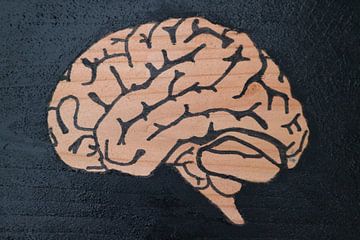 Brain (1/3)