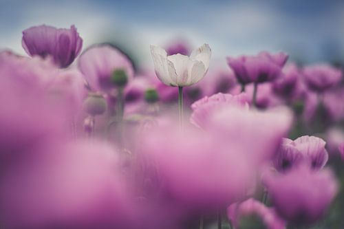 Traum in rosa - Mohn