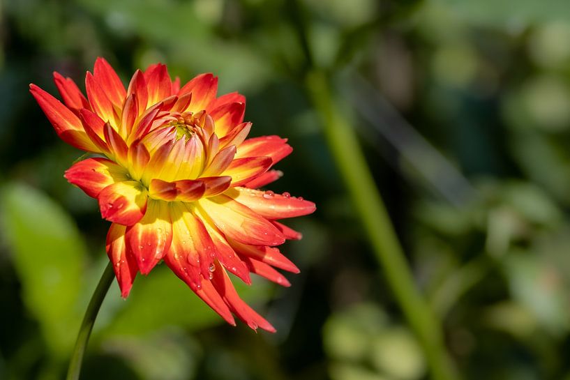 Dahlia by Lisa Dumon