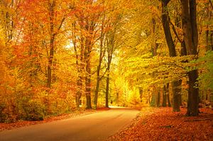 Straße durch einen Buchenwald im Herbst