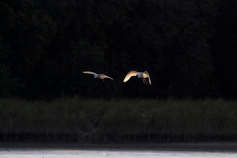 Belle aigrette dans la lumière du soir par Thomas Jäger