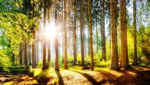 Sonnenaufgang im Wald