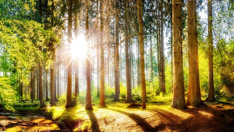 Sunrise in the forest by Günter Albers