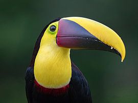 Swainson Toekan by Alexander Koenders