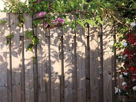 Clôture envahie de fleurs roses, blanches et rouges sur Monrey