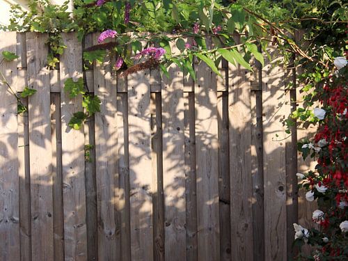 Fence overgrown with pink, white and red flowers