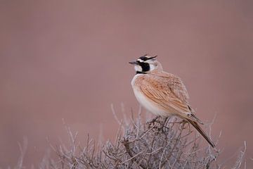 Temminck's Strandleeuwerik (Eremophila bilopha)