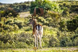 Hert van Frank van Eis