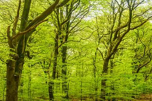 Grüne Buchen in einem frühlingshaften Wald