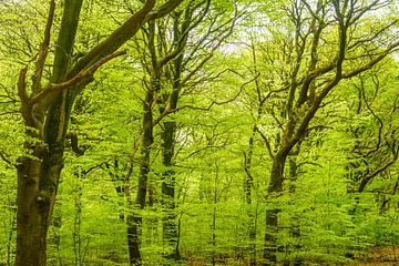 Grüne Buchen in einem frühlingshaften Wald von Sjoerd van der Wal