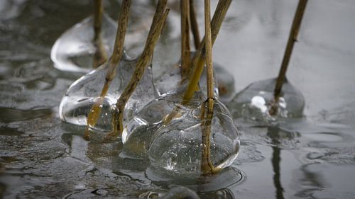 ijsvorming aan het riet