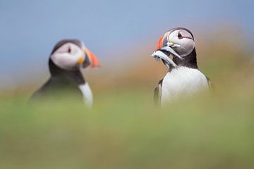 Puffins