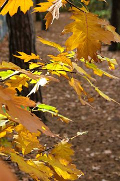 Goldene Herbstblätter von Foto Moments by M. J. Leenders