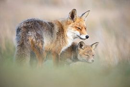 Mutter Fuchs mit Jungtier von Andius Teijgeler