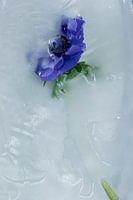 Bloem in de was gezet 3