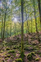 Morgenlicht im schwedischen Wald
