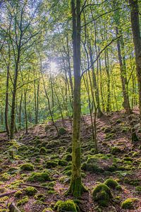 Lumière du matin dans la forêt suédoise