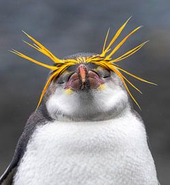 Dreaming Royal Penguin (Eudyptes schlegeli) by Beschermingswerk voor aan uw muur