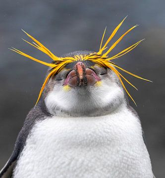Pingouin royal rêveur (Eudyptes schlegeli) sur Beschermingswerk voor aan uw muur