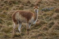 Gras etende lama in de dierentuin in Schotland