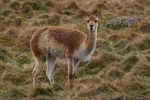 Un lama mangeur d'herbe dans un zoo en Écosse sur Sylvia Photography