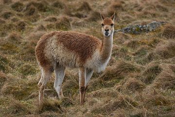 Grass-eating llama at zoo in Scotland by Sylvia Photography