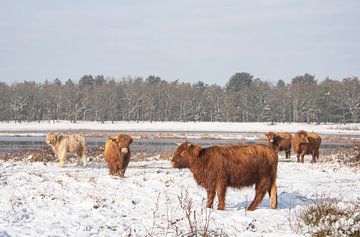 Schotse Hooglanders in de sneeuw... van Ans Bastiaanssen