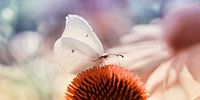 Schmetterling  von Violetta Honkisz Miniaturansicht