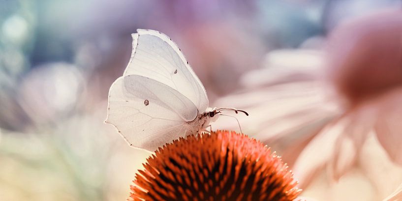 Butterfly par Violetta Honkisz