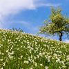 Frühling in Golica von Henk Meijer Photography