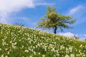 Frühling in Golica, Slowenien