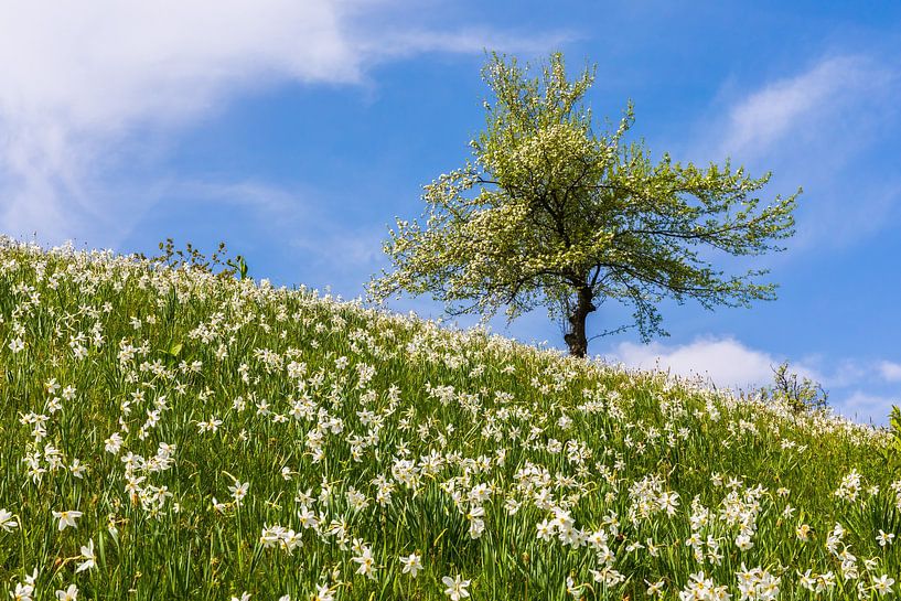 Frühling in Golica von Henk Meijer Photography