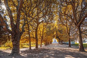Herfststraat in de Jardin des Plantes in Parijs van Christian Müringer