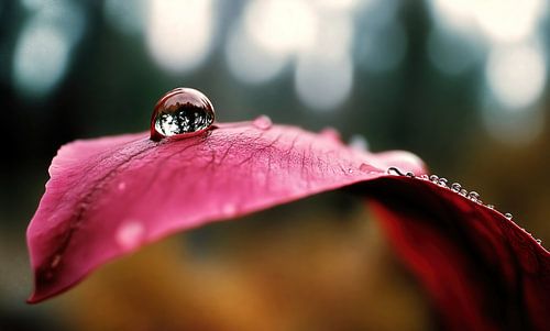 Gouttes d'eau sur feuille rouge