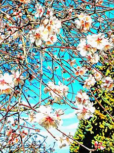 Zeit der Mandelblüte