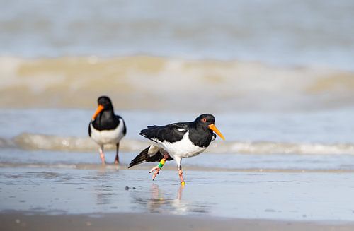 Scholeksters aan de kust
